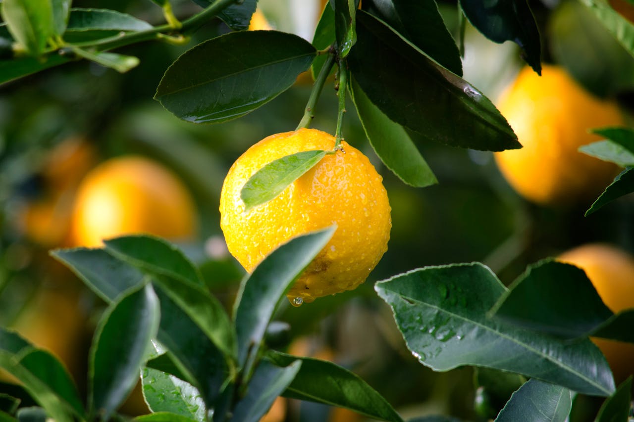 Health Benefits of Eating a Lemon Daily: Boost Immunity, Improve Digestion & More